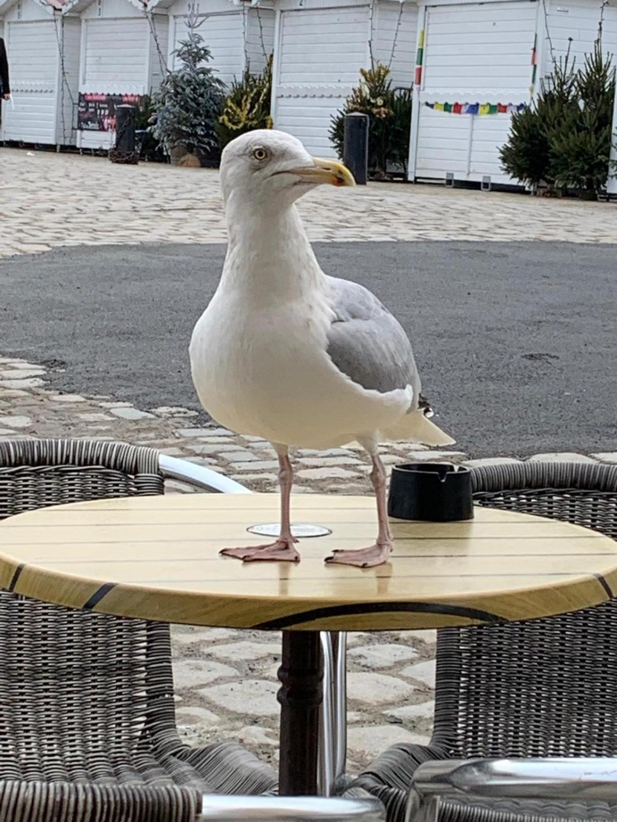 Dompierre-sur-Mer Maison De Vacances Entiere A 10 Mn De La Rochelle מראה חיצוני תמונה